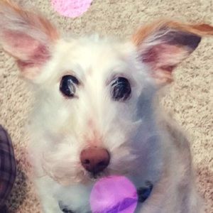 Meet your Posher, Ella